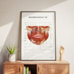 Plakat Anatomia Okolicy Ust - obrazek 6