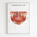 Plakat Anatomia Okolicy Ust - obrazek 8
