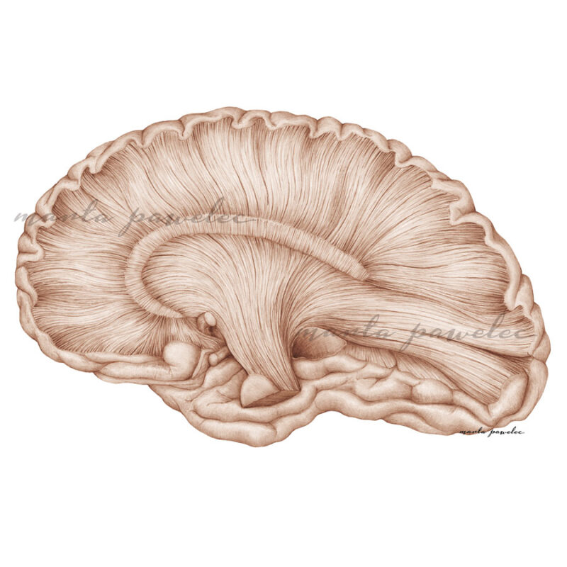 Ilustracja medyczna - istota biała mózgu człowieka