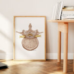 Plakat Medyczny - Rdzeń Kręgowy i Kręg Lędźwiowy