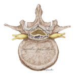 Medyczna rycina Rdzeń kręgowy na wysokości 2 kręgu lędźwiowego, tzw. Ogon koński, która po zakupie możesz wykorzystać w podręczniku, podczas wykładu czy prowadzonego przez siebie kursu