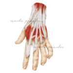 Rycina medyczna Ścięgna mięśni prostowników ręki - do wykorzystania w publikacji, kursie czy podręczniku medycznym