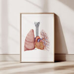 Plakat Medyczny - Tchawica, Płuca, Serce