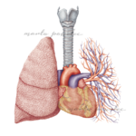 Rycina medyczna Tchawica, płuca, serce, żyły i tętnice płucne dostępna do zakupienia jako licencja by używać jej w artykułach medycznych, podręcznikach branżowych, na kursach czy wykładach