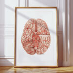 Plakat Anatomiczny - Tętnice mózgu i Koło Willisa