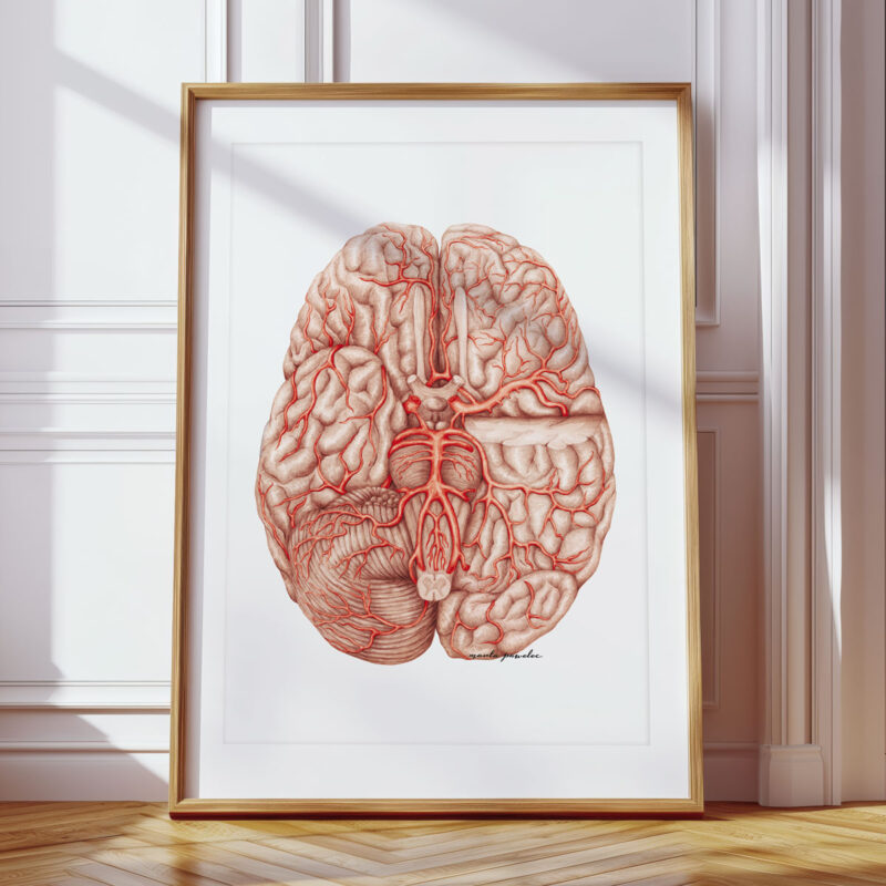 Plakat Anatomiczny - Tętnice mózgu i Koło Willisa