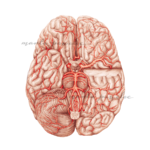 Rycina anatomiczna Unaczynienie tętnicze mózgu dostępna jako plik cyfrowy - po zakupie licencji odpowiednia do umieszczenia w podręczniku, materiałach z kursu czy konferencji medycznej
