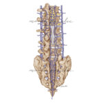 Medyczna rycina Unaczynienie żylne rdzenia kręgowego której - po zakupie licencji -możesz użyć podczas kursu, prelekcji czy w artykule naukowym