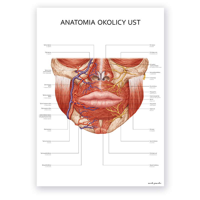 Plakat Anatomiczny - Anatomia Okolicy Ust