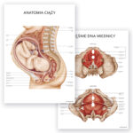 Plakaty Anatomiczne - Ciąża i Mięśnie Dna Miednicy - Komplet