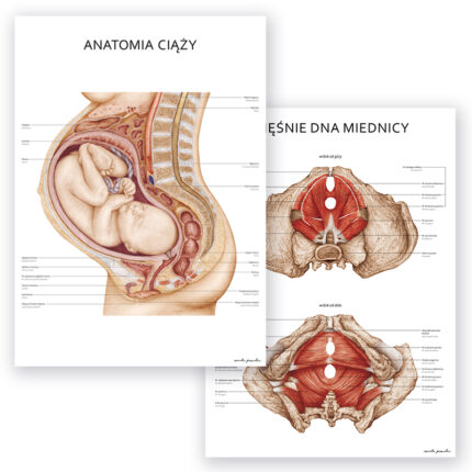 Plakaty Anatomiczne - Ciąża i Mięśnie Dna Miednicy - Komplet