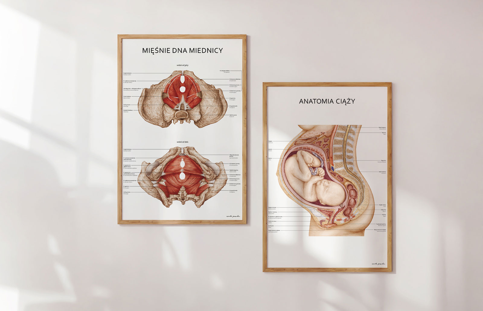 anatomiczne komplety