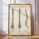 Plakat Anatomiczny - Budowa Kręgosłupa Vintage