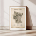 Plakat Przekrój Głowy Vintage - OUTLET - obrazek 6