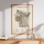 Plakat Przekrój Głowy Vintage - OUTLET - obrazek 4