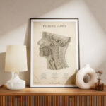 Plakat Przekrój Głowy Vintage - OUTLET - obrazek 5