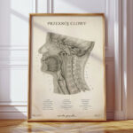 Plakat Anatomiczny - Przekrój Głowy Vintage
