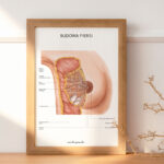 Plakat Budowa Piersi - obrazek 4