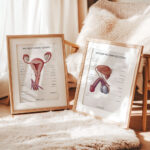 Plakaty Anatomia Płci - Komplet - obrazek 2
