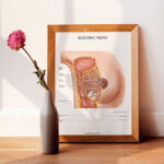Plakat Budowa Piersi - obrazek 5