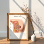 Plakat Budowa Piersi - obrazek 6