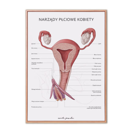 Plakat Anatomiczny Narządy Płciowe Kobiety
