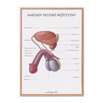 Plakat Anatomiczny Narządy Płciowe Mężczyzny