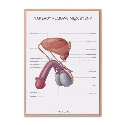 Plakat Anatomiczny Narządy Płciowe Mężczyzny