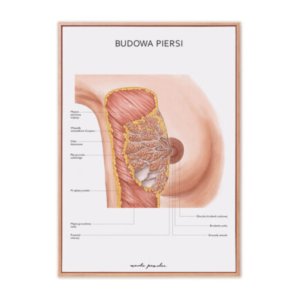 Plakat Anatomiczny Budowa Piersi
