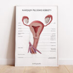 Plakaty Anatomia Płci - Komplet - obrazek 10