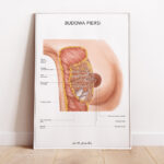 Plakat Budowa Piersi - obrazek 2