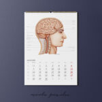 Kalendarz Anatomiczny 2026 - obrazek 10