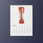 Kalendarz Anatomiczny 2026 - obrazek 11