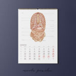 Kalendarz Anatomiczny 2026 - obrazek 13