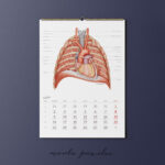 Kalendarz Anatomiczny 2026 - obrazek 3
