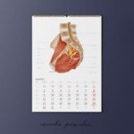 Kalendarz Anatomiczny 2026 - obrazek 4