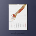 Kalendarz Anatomiczny 2026 - obrazek 5