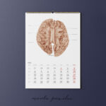 Kalendarz Anatomiczny 2026 - obrazek 6