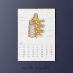 Kalendarz Anatomiczny 2026 - obrazek 8