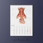 Kalendarz Anatomiczny 2026 - obrazek 9