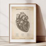 Plakat Mięsień Sercowy Vintage - obrazek 3