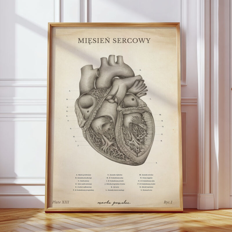 Plakat Anatomiczny - Mięsień Sercowy Vintage