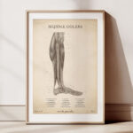 Plakat Mięśnie Goleni Vintage - obrazek 2