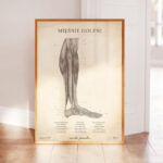 Plakat Mięśnie Goleni Vintage - obrazek 3