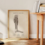 Plakat Mięśnie Goleni Vintage - obrazek 4