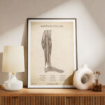 Plakat Mięśnie Goleni Vintage - obrazek 5