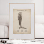 Plakat Mięśnie Goleni Vintage - obrazek 6