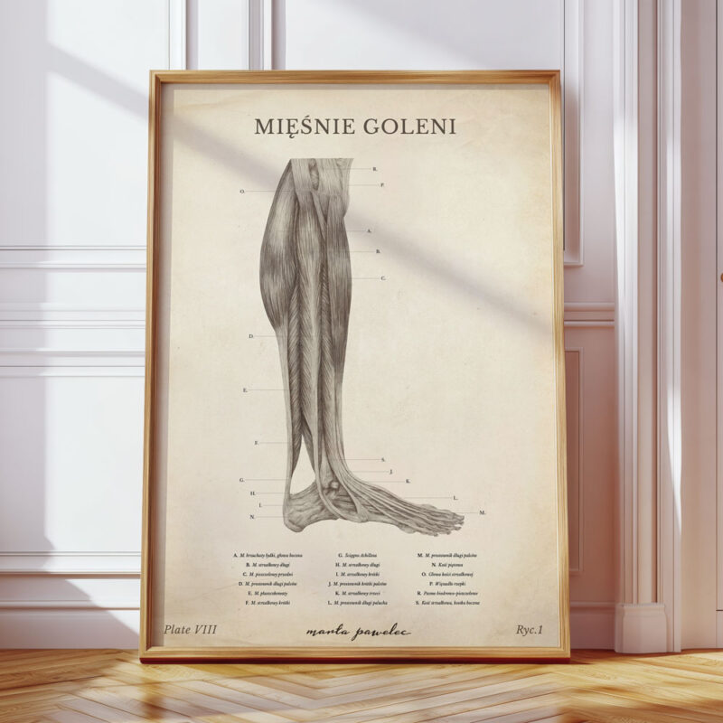 Plakat Anatomiczny - Mięśnie Goleni Vintage