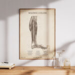 Plakat Mięśnie Goleni Vintage - obrazek 7
