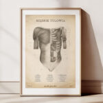 Plakat Mięśnie Tułowia Vintage - obrazek 2
